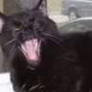 Meet your Posher, Sharon